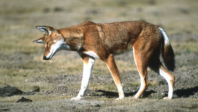 伊索比亚狼挖掘能力一流,鼹鼠藏在洞中根本一点也不安全