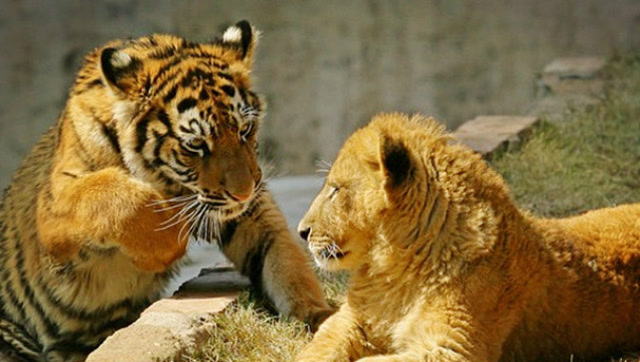 小老虎第一次与小狮子见面时,看它们是什么反应?