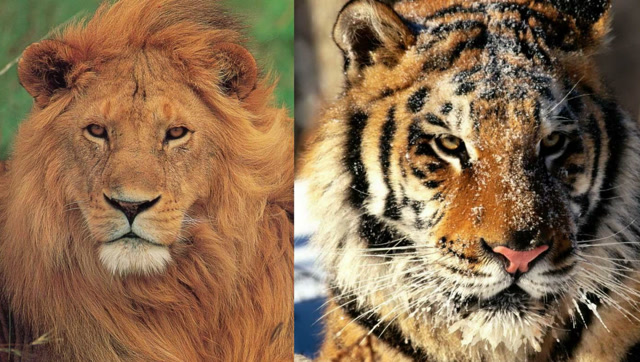 狮子老虎对比图片
