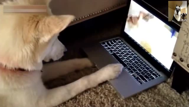 真实版哈士奇玩电脑,哈士奇完美展现高智商:我认真起来并不二