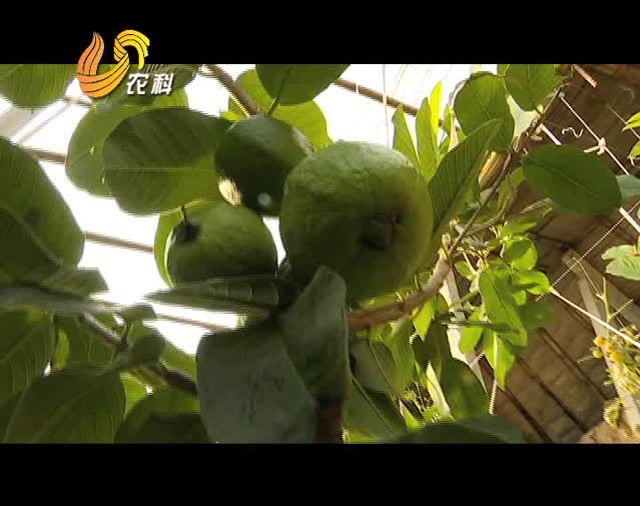 四季梨是梨不是梨