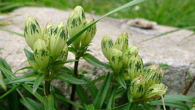 工作压力大老失眠,农村一碗茱苓草汤就能安稳睡好觉!