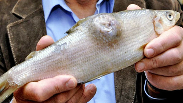 日本福田核电站泄漏后大量污水流入海洋,如今核辐射仍然极高!