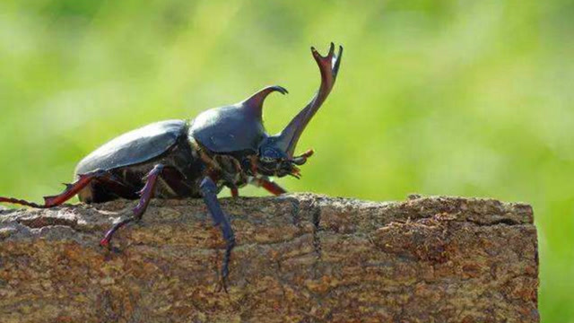 独角仙争夺配偶激烈大战昆虫界难得一见的搏斗