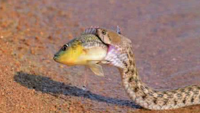 蛇吃鱼的一瞬间,超厉害