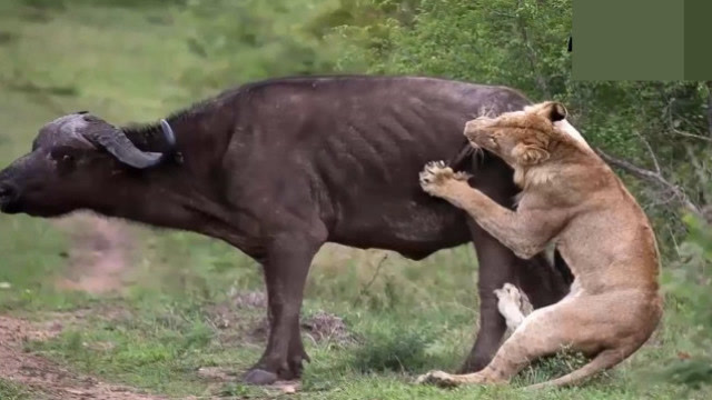 蛇獴 vs 眼镜蛇,真正的战斗 - 鳄鱼狒狒狮子熊狼鬣狗