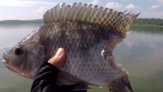 诡异!水面飘来半截身子的鱼,会是什么咬的呢