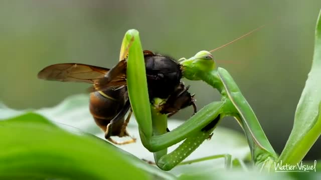 近剧离拍摄螳螂对战亚洲蜂,看到底谁会胜
