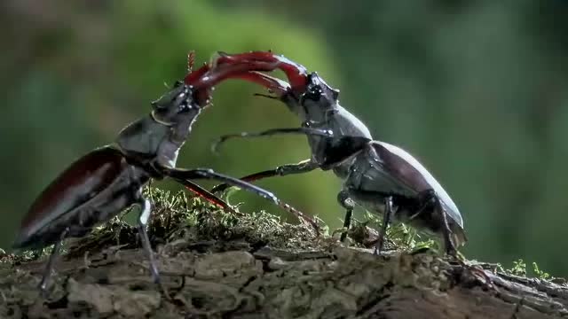 微观世界:两只甲虫打架的过程