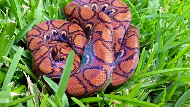 绝美巴西彩虹蟒 在阳光下闪耀着彩虹般的光泽