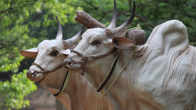 印度的牛也有种姓高低之分?这种白牛最为尊贵!