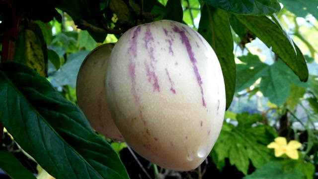 香瓜茄,我相信大部分人没有吃过也没见过的热带水果之一