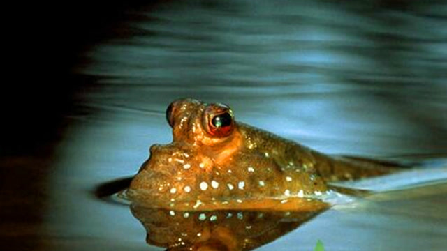 最像青蛙的鱼,能下水能爬能跳还能上树!