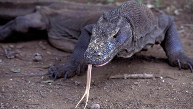 蜥蜴吐着长舌头爬过来看着真的太吓人为何会有人养这种宠物