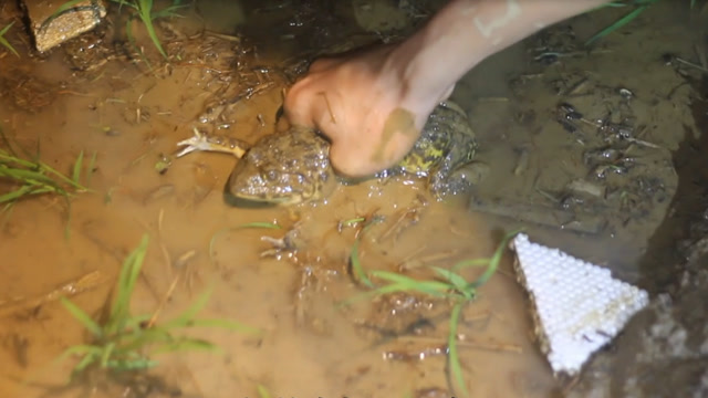 农村夜晚娱乐:一次抓两个田鸡,半个钟抓了一袋,野生价格高