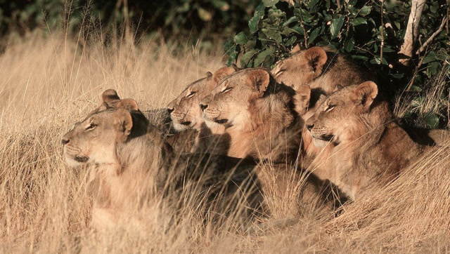 狮群的高超捕猎战术 埋伏树林突袭猎物