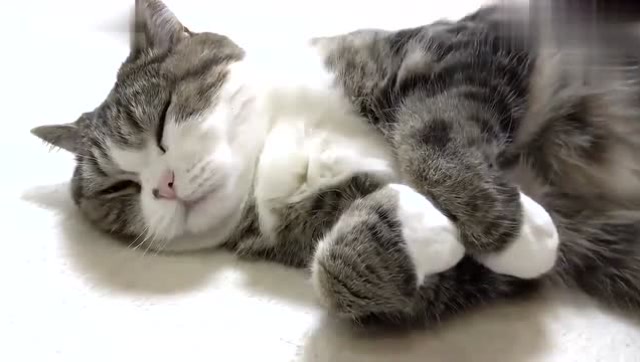 猫咪躺着睡觉,这白手套太可爱了