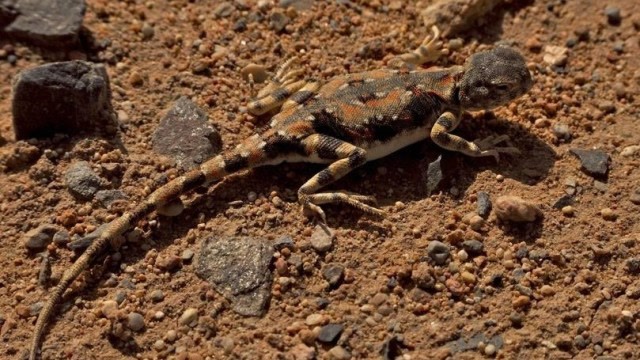 蜥蜴,群蛇激烈大战,沙漠比赛跑