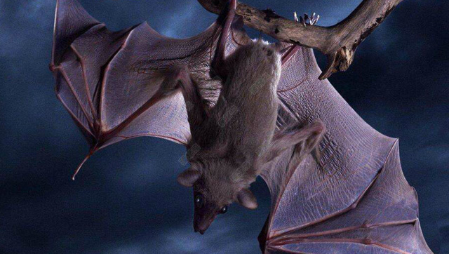 世界上最大的蝙蝠有多大 这种生物对于人类来说简直可怕