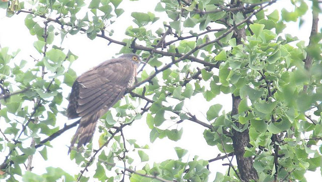 鹰鹃阳雀终于拍到你了阳雀叫米贵阳山边的农村天天都能听到