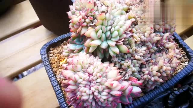 云南极品多肉植物:果冻色的勇敢缀化,这极致状态只能膜拜!