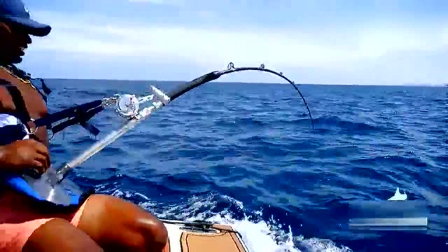 钓鲨鱼我就服这个视频,几百斤的鲨鱼到最后拼的是装备