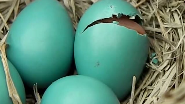 罕见青色"鸡蛋",看看孵化出来什么?