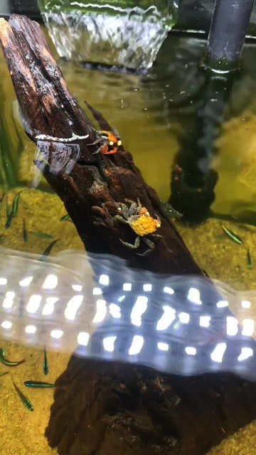 狂野自然 火焰恶魔蟹 产地 印度尼西亚苏拉威西