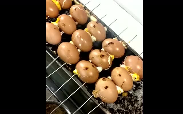 烤鸡蛋吃过没,直接放在炭火上烤,隔着屏幕就流口水!