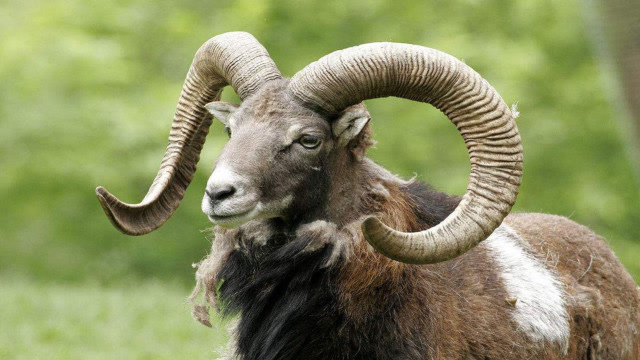 这只野生巨羊,双角朝着脑袋长,最终活活被自己的角给戳死了