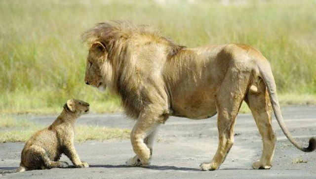 非洲狮一生图片
