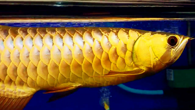 一条漂亮的金龙鱼,感觉品相真不错,鱼友:真是一金到底呀