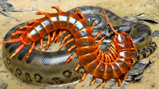 毒蛇挑衅巨型蜈蚣,反被吃的只剩骨头,看的人头皮发麻!