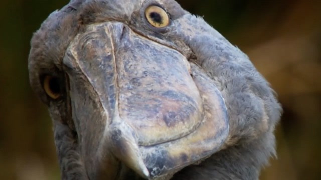 这应该是最傻的鸟了,智商堪比狍子,游客起名:傻大个