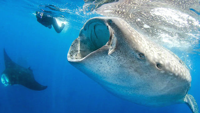 带你进入鲸鱼的肚子里看个明白