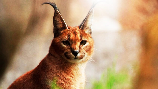 这只小猫长得像老虎,喜欢在主人怀里撒娇,一夜之间变成网红猫!