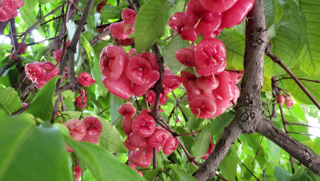 60多年的莲雾树莲雾密密麻麻挂满枝头太漂亮了