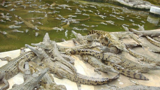 国外小伙勇闯"鳄鱼窝"!结果被教训了!