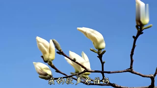 郑源一首《西施别恋》,听了一遍又一遍
