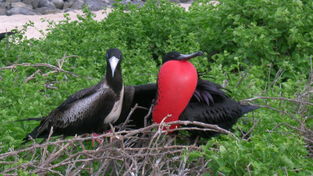五大奇异的动物求偶仪式
