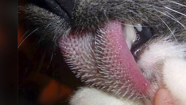 老虎的舌头上都是倒刺,被舔一口会怎样?看完你就知道了