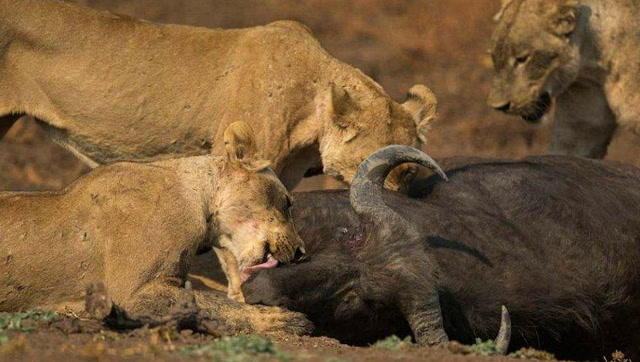 狮子要捕捉犀牛却没想到自己会被刺穿身体,摄像机拍下这恐怖一幕