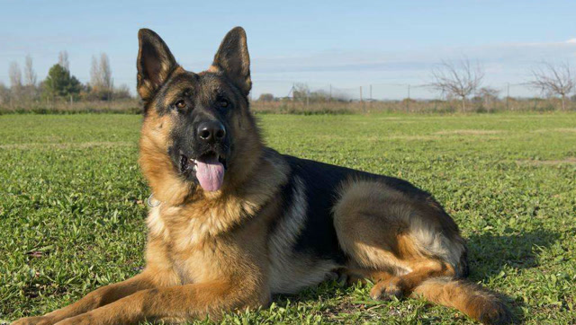 德国牧羊犬时刻守护小宝宝,不给外人靠近