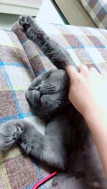 爱挠胳肢窝的猫,也是没谁