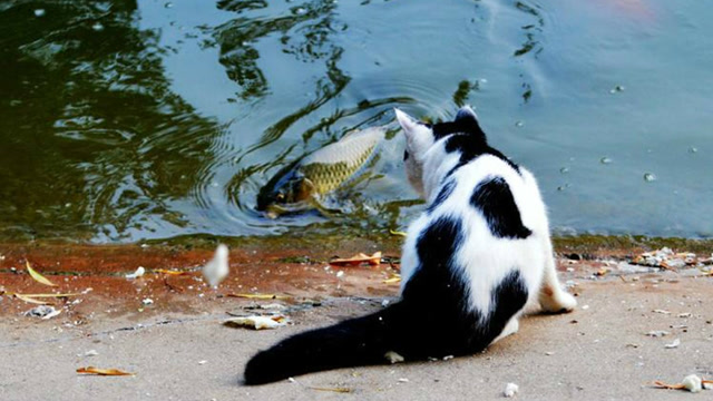 猫咪在河边抓鱼,抓的鱼还不小,这一爪真是厉害!