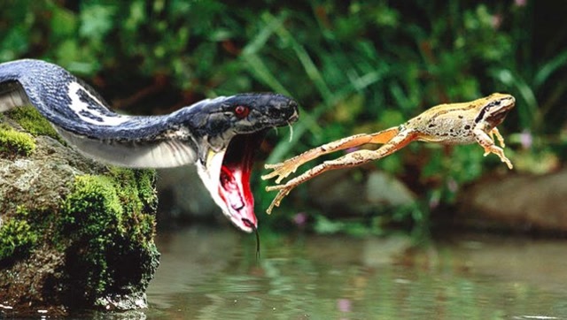 慢镜头实拍眼镜蛇猎杀青蛙,生死存亡之际,速度之快令人胆战心惊