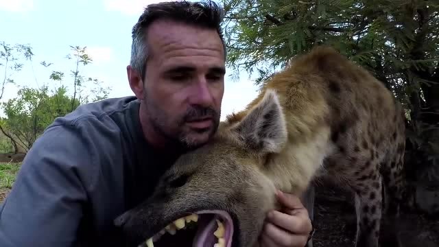 彪悍的男子驯服鬣狗,草原老流氓也可以温顺的像头小绵羊