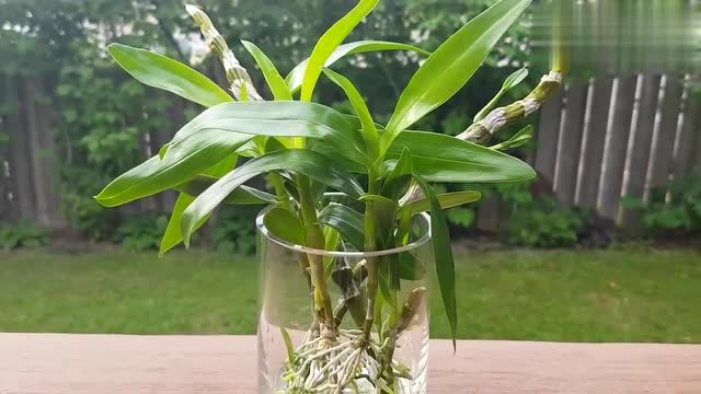 兰花水培石斛兰顶芽水培六周后的生长记录