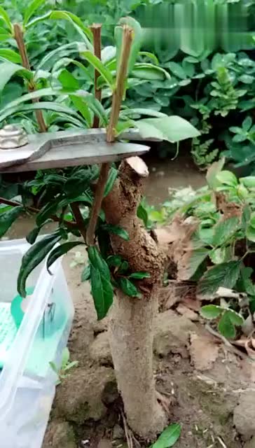 石榴树夏季绿枝嫁接方法
