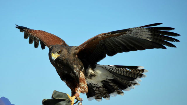 鹰靠利爪捕捉猎物,凶暴残忍,抓住便能毙命